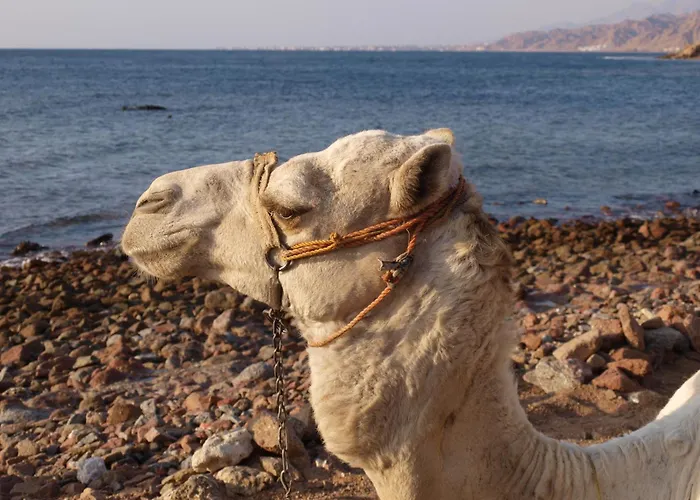 فندق لارين دهب