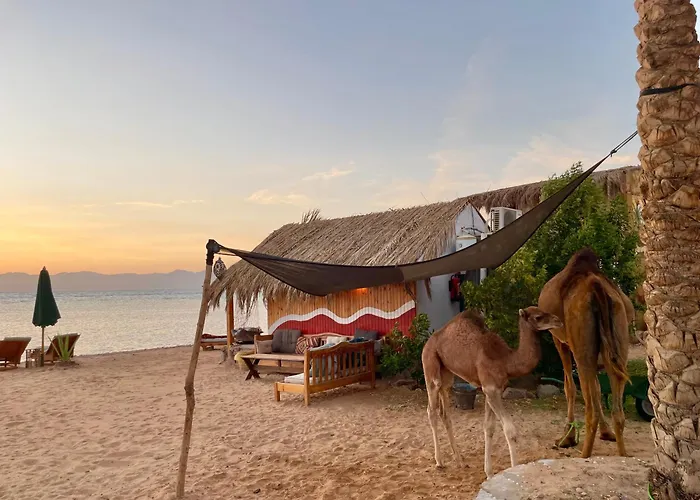 Live The Bedouinlife