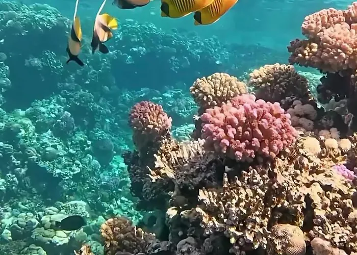 Privato Coral Aquamarine 1