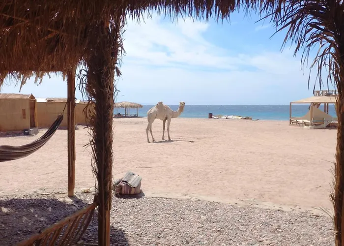 Al Jasmine Camp