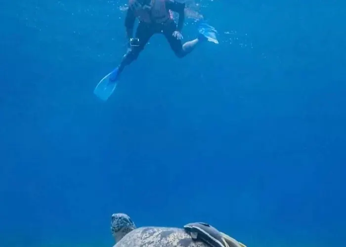 Diving With Turtles