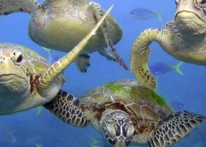 Diving With Turtles
