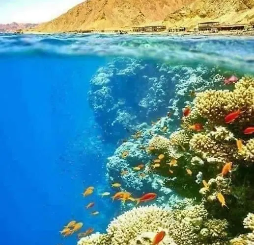 Sunny Dahab